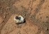 Kamień na Marsie